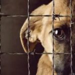 BUSCAN CREAR REGISTRO ESTATAL DE AGRESORES DE ANIMALES