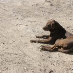 PROYECTA VILLA DE POZOS CAMPAÑA DE ESTERILIZACIÓN CANINA Y FELINA.