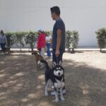 INICIAN GRUPOS DE OBEDIENCIA CANINA