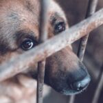 CREARÁN REGISTRO ESTATAL DE AGRESORES DE ANIMALES