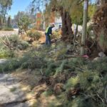 Autoridades de Villa de Pozos ejecutan poda preventiva en avenida Víctor Manuel Benavente