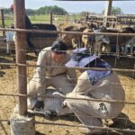 San Luis Potosí intensifica controles sanitarios en movilización de ganado para contener gusano barrenador