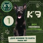 Gobierno de SLP invita a la ciudadanía a nombrar a los nuevos integrantes del Agrupamiento K9