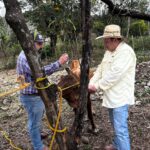 Gobierno estatal refuerza acciones contra el gusano barrenador del ganado en San Luis Potosí