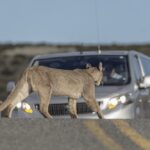 Huasteca potosina busca blindarse ante riesgos por fauna silvestre