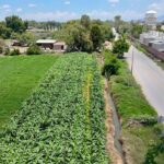 Lluvias benefician al campo en Soledad; gobierno municipal mantiene monitoreo en comunidades rurales