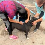 San Luis Potosí ocupa el noveno lugar nacional en hogares con mascotas