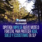 Propone diputada reforma forestal en San Luis Potosí para integrar Soluciones basadas en la Naturaleza