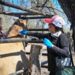 San Luis Potosí asigna 17.2 millones de pesos para combatir el gusano barrenador del ganado en 2026