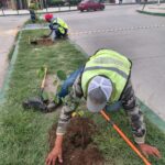 Villa de Pozos realiza novena jornada de reforestación con 40 árboles en camellones urbanos