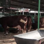 VILLA DE POZOS CONTINÚA CON VISITAS PREVENTIVAS PARA EVITAR LA PRESENCIA DEL GUSANO BARRENADOR