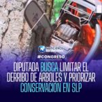 Proponen limitar el derribo de árboles urbanos en San Luis Potosí y priorizar su conservación