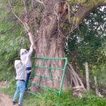 PROTECCIÓN CIVIL REFUERZA ATENCIÓN POR PRESENCIA DE ENJAMBRES EN ZONAS HABITACIONALES