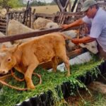 VILLA DE POZOS VIGILARÁ LOS ESPACIOS DE SALUD DE LOS ANIMALES DURANTE LA FEREPO