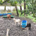 Lluvias intensas benefician cultivos y actividad productiva del campo potosino