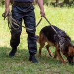 SAN LUIS POTOSÍ COLABORA EN EL ENTRENAMIENTO DE PERROS PARA DETECTAR EL GUSANO BARRENADOR