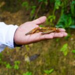 SAN LUIS POTOSÍ MANTIENE PROTOCOLOS PARA MANTENER BAJO CONTROL PLAGA DE LANGOSTA CENTROAMERICANA