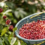 SAN LUIS POTOSÍ SE UBICA ENTRE LOS PRINCIPALES PRODUCTORES DE CAFÉ DEL PAÍS